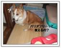 クリックで拡大表示 ( JPEG / 66.6KB / 500×375 )